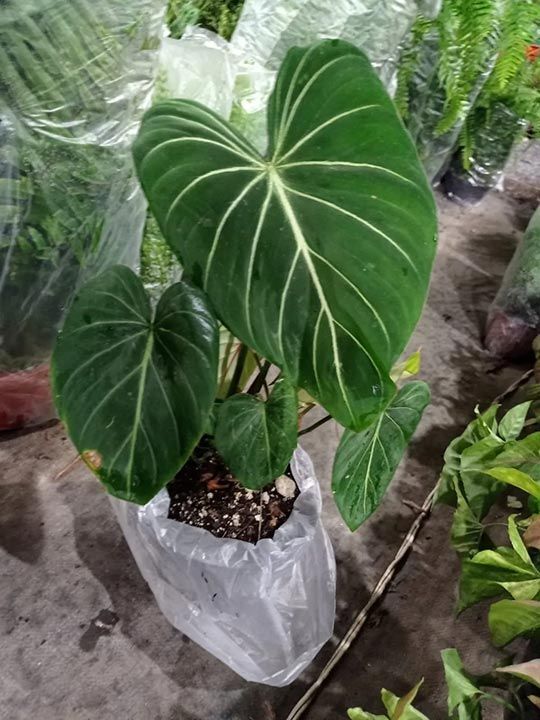 Plantas para exteriores