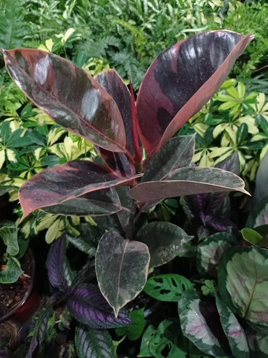 Plantas para interiores