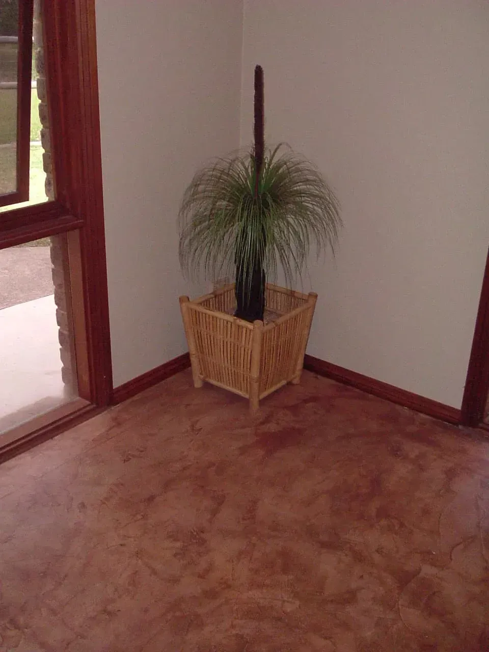 A potted plant is in the corner of a room next to a window. — Concrete Colour Solutions in Morisset, NSW