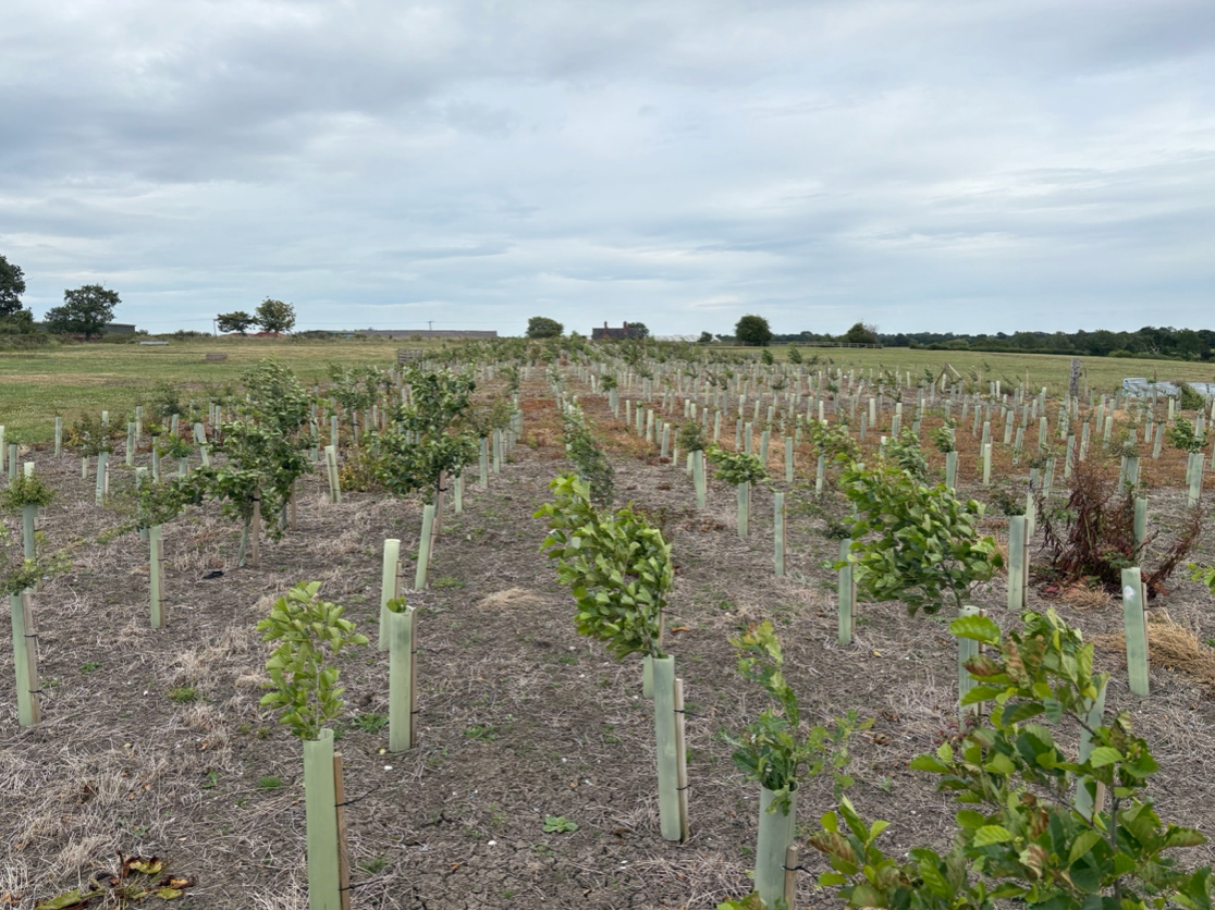Rows of young trees in a field, protected by plastic tubes, under a cloudy sky.