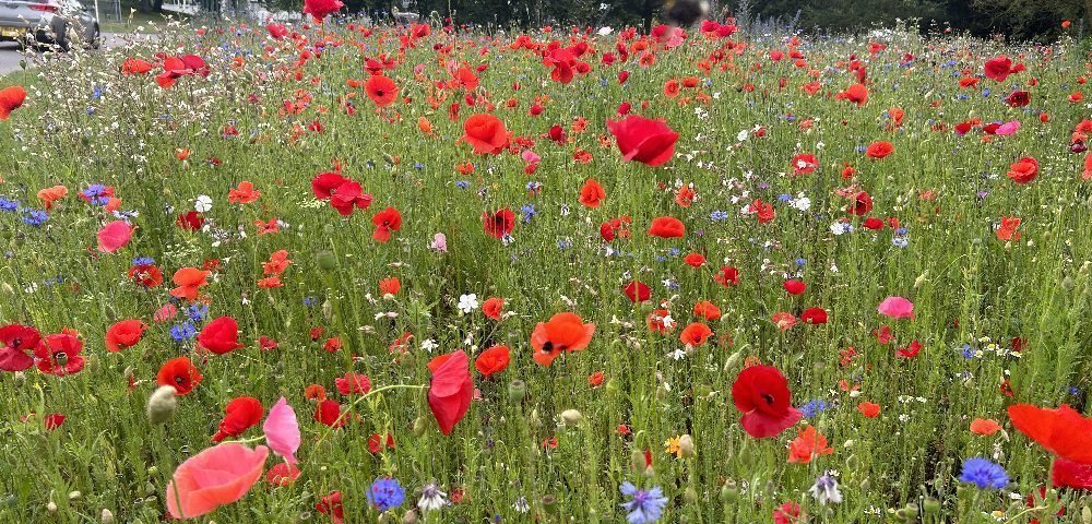 Field of vibrant red poppies and other wildflowers. Lush green grass and a touch of blue.