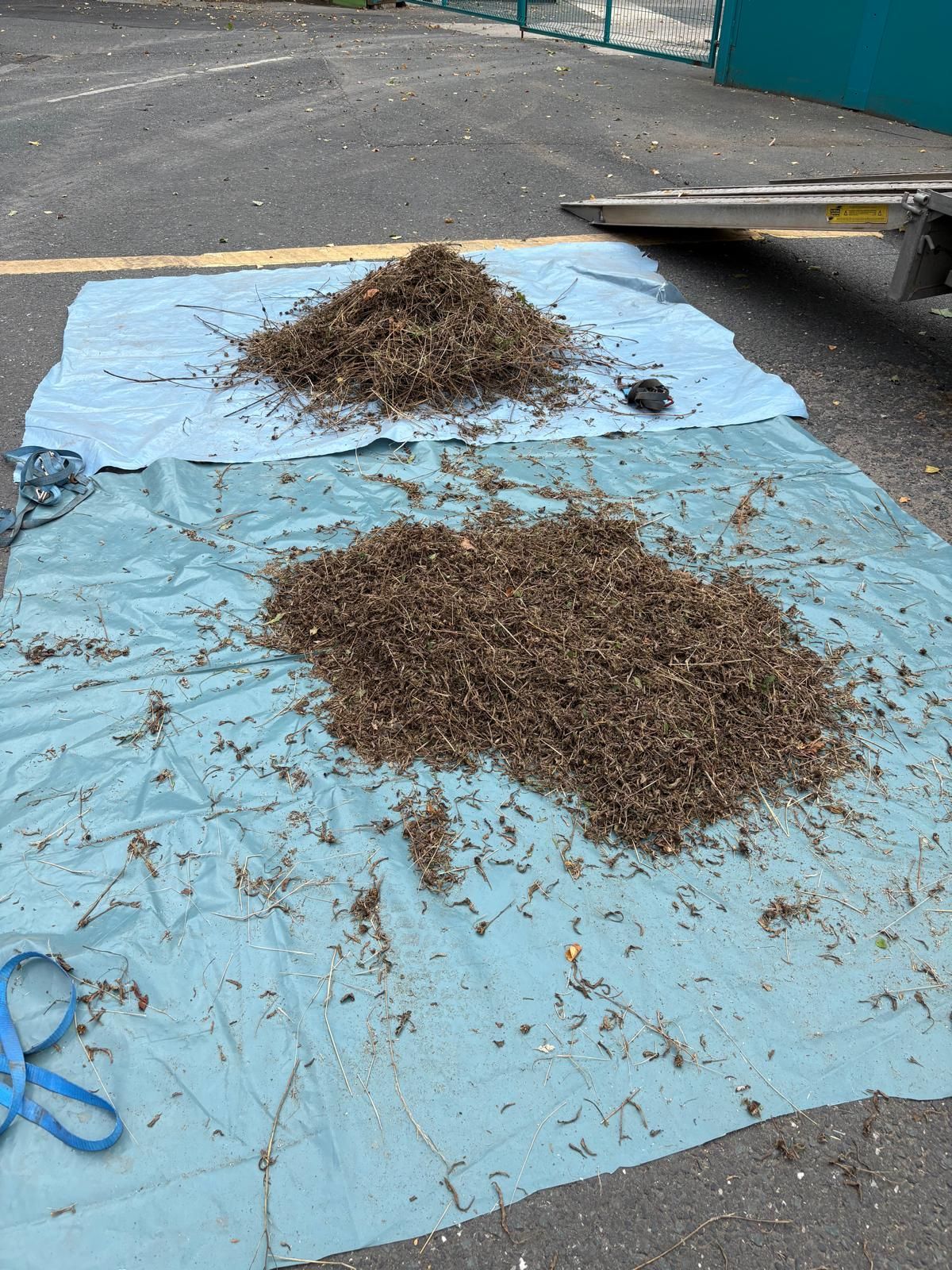 Freshly harvested wildflower and grass seed spread on a tarpaulin for drying and processing