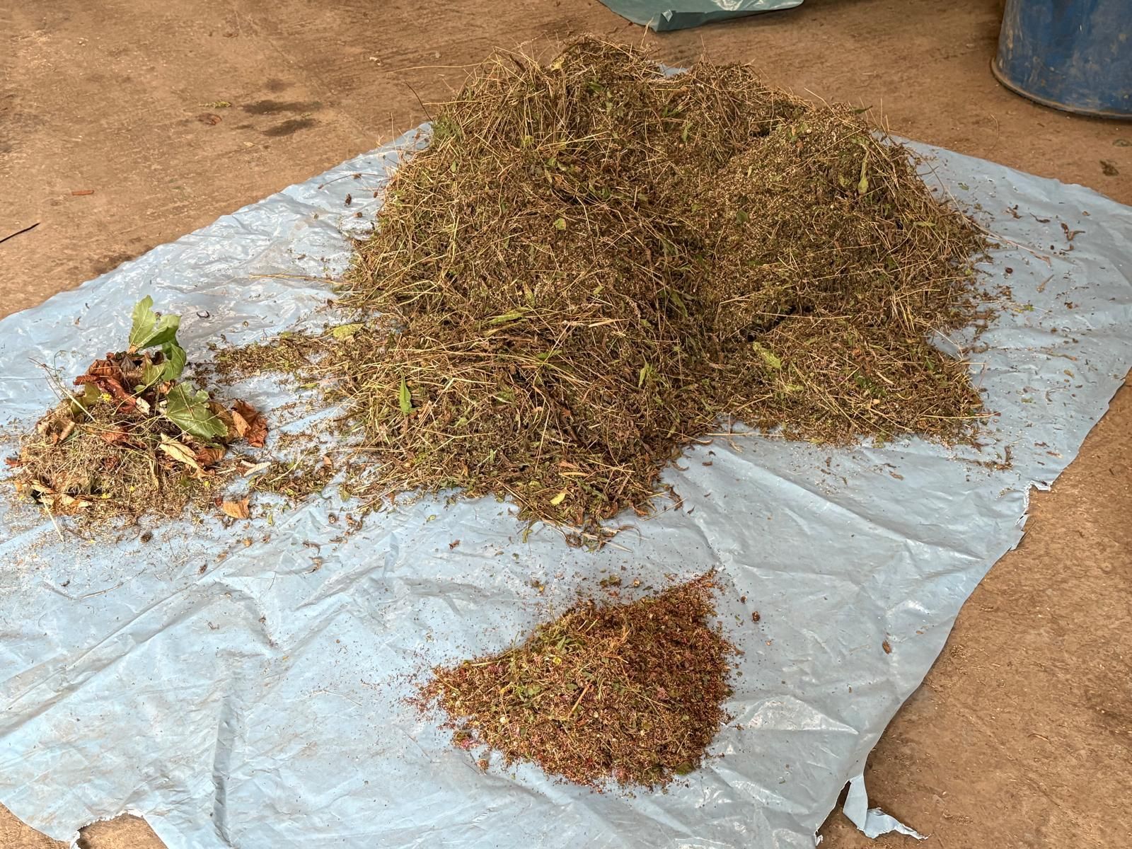 Recently collected local provenance seed that is being left to dry in preparation for a BNG seeding project. 