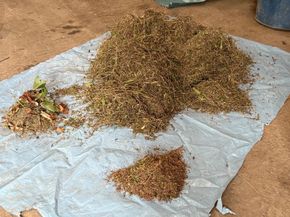 Established grass on highway verge following conventional seeding at Machynlleth Bridge, Mid Wales