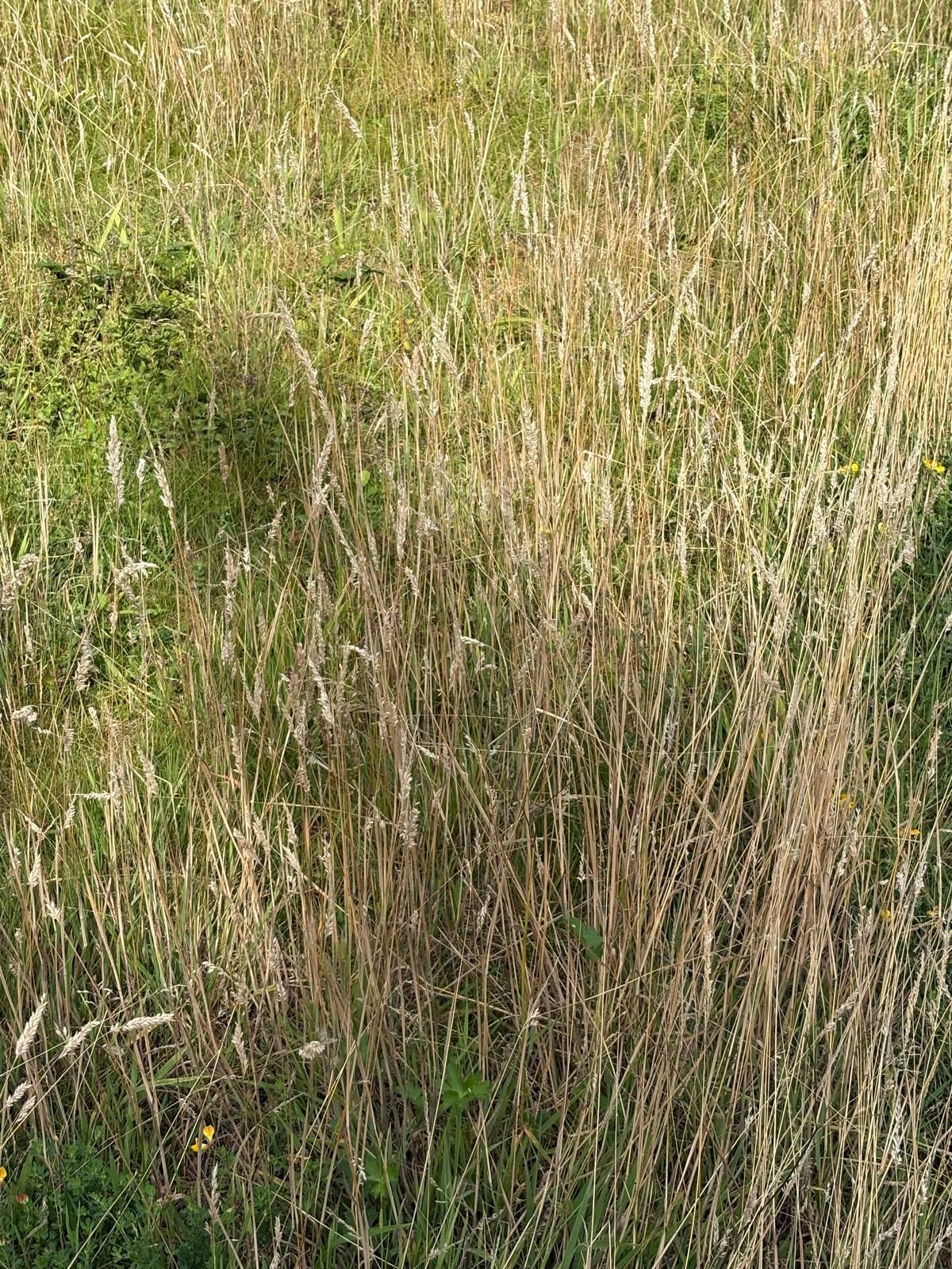 Tall native grasses and wildflowers in a donor meadow ready for brush seed harvesting