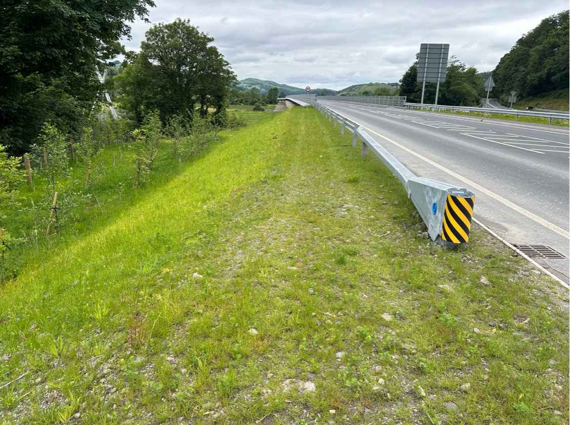 Established grass on highway verge following conventional seeding at Machynlleth Bridge, Mid Wales