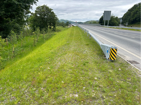 Established grass on highway verge following conventional seeding at Machynlleth Bridge, Mid Wales