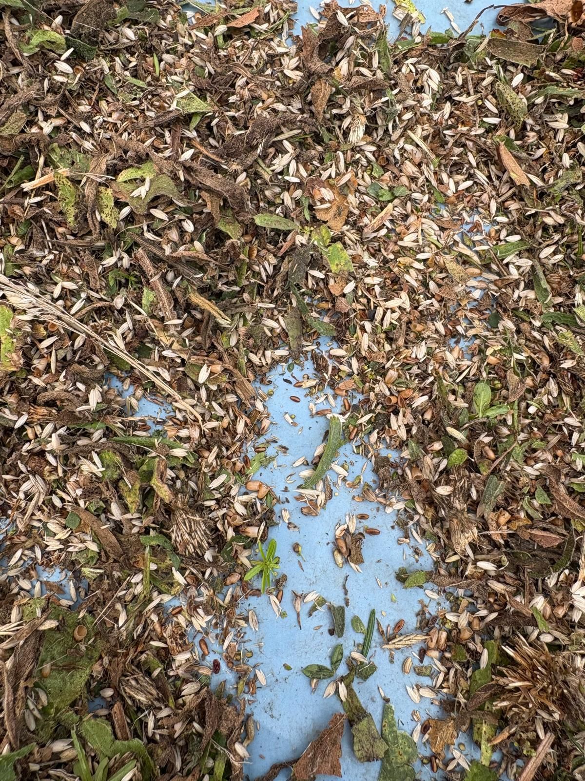 Close-up of collected native seed and plant material after brush harvesting