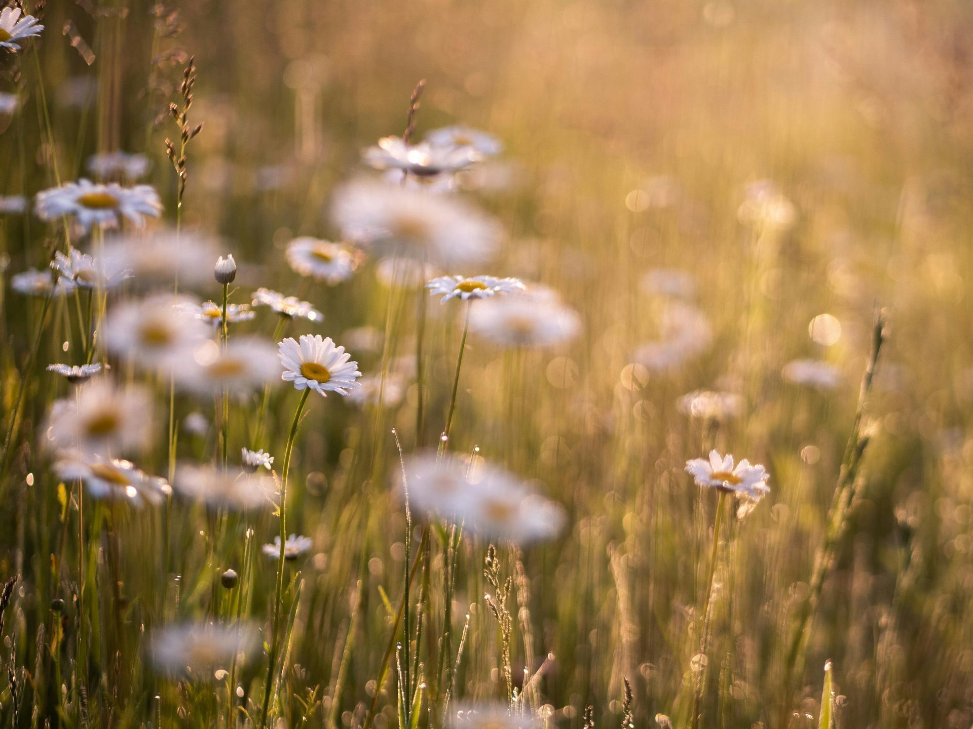 BNG-compliant wildflower meadow on housing development
