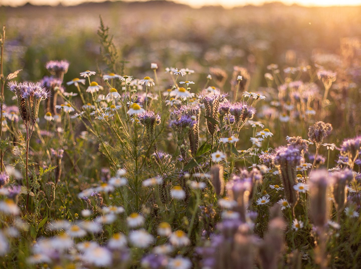 Wildflower & BNG seeding near Cambridge. A combined approach of specialist & native seed mixes.