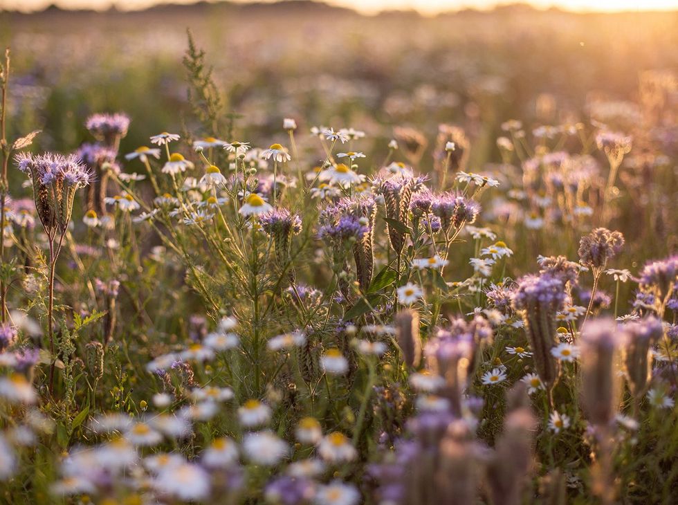 Wildflower & BNG seeding near Cambridge. A combined approach of specialist & native seed mixes.