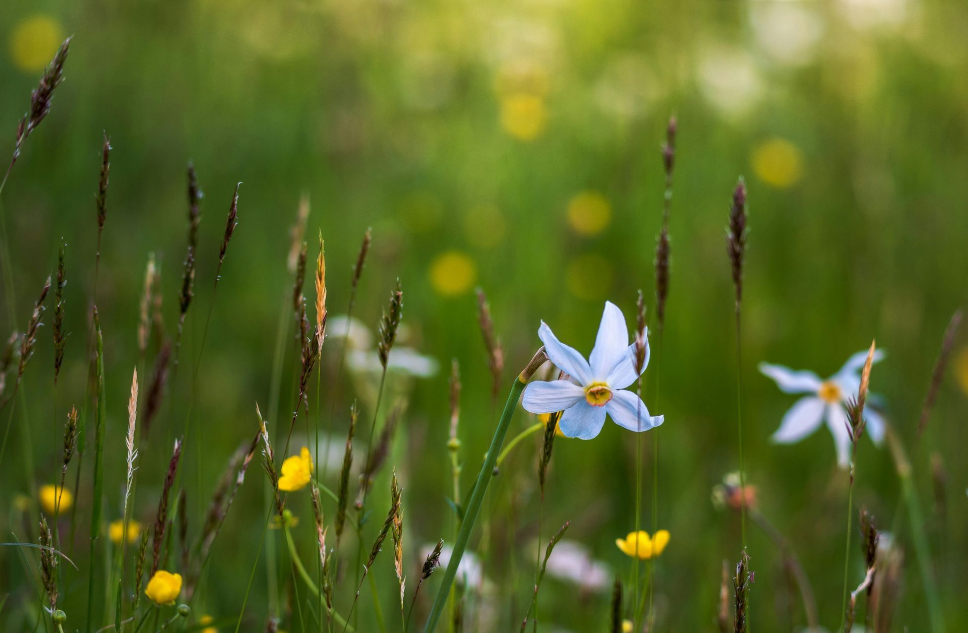 Wildflowers sown in spring 2021, Shropshire.