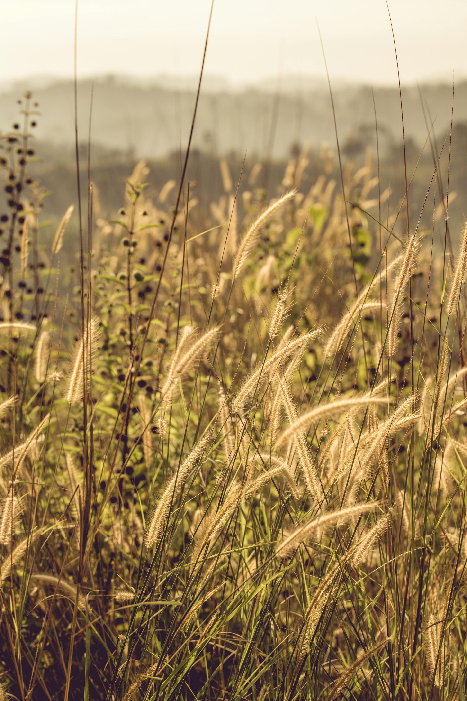 Wildflower meadow supporting biodiversity net gain