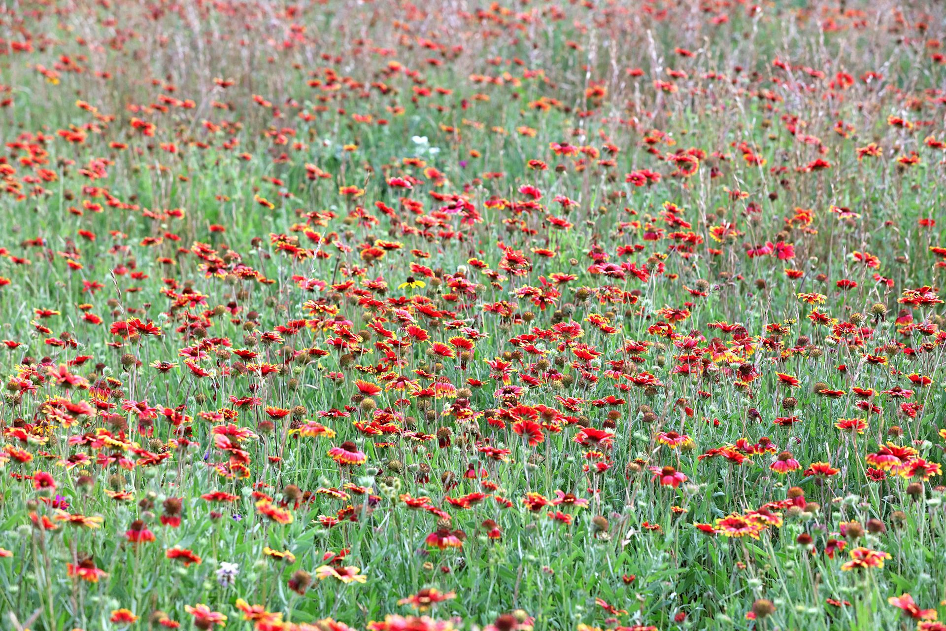 Wildflowers planted by seeded at the Wistow Estate. Fully BNG compliant.
