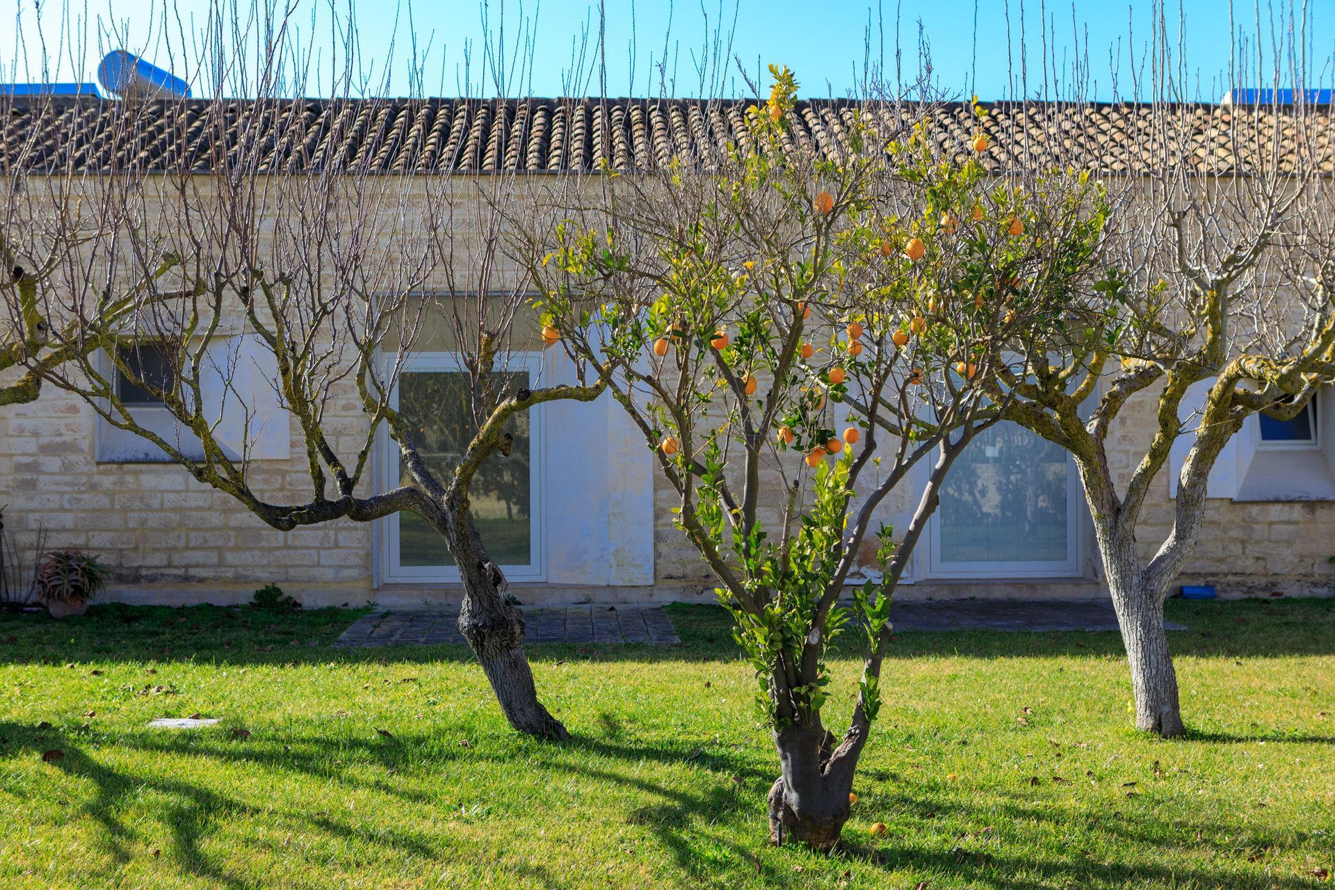 Alberi spogli in un prato davanti a un edificio beige sotto un cielo azzurro limpido.