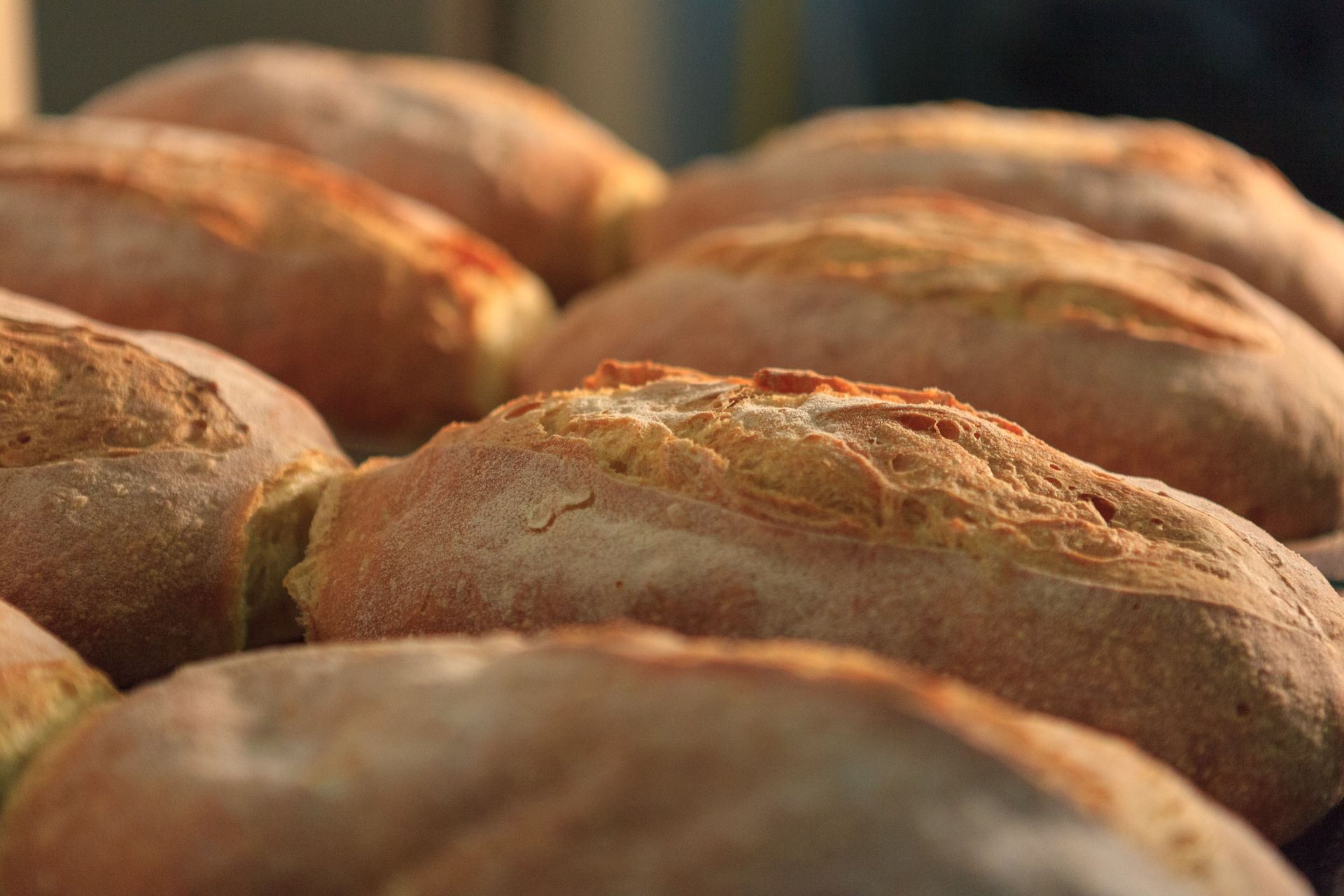 Pagnotte di pane appena sfornate con crosta dorata disposte in file
