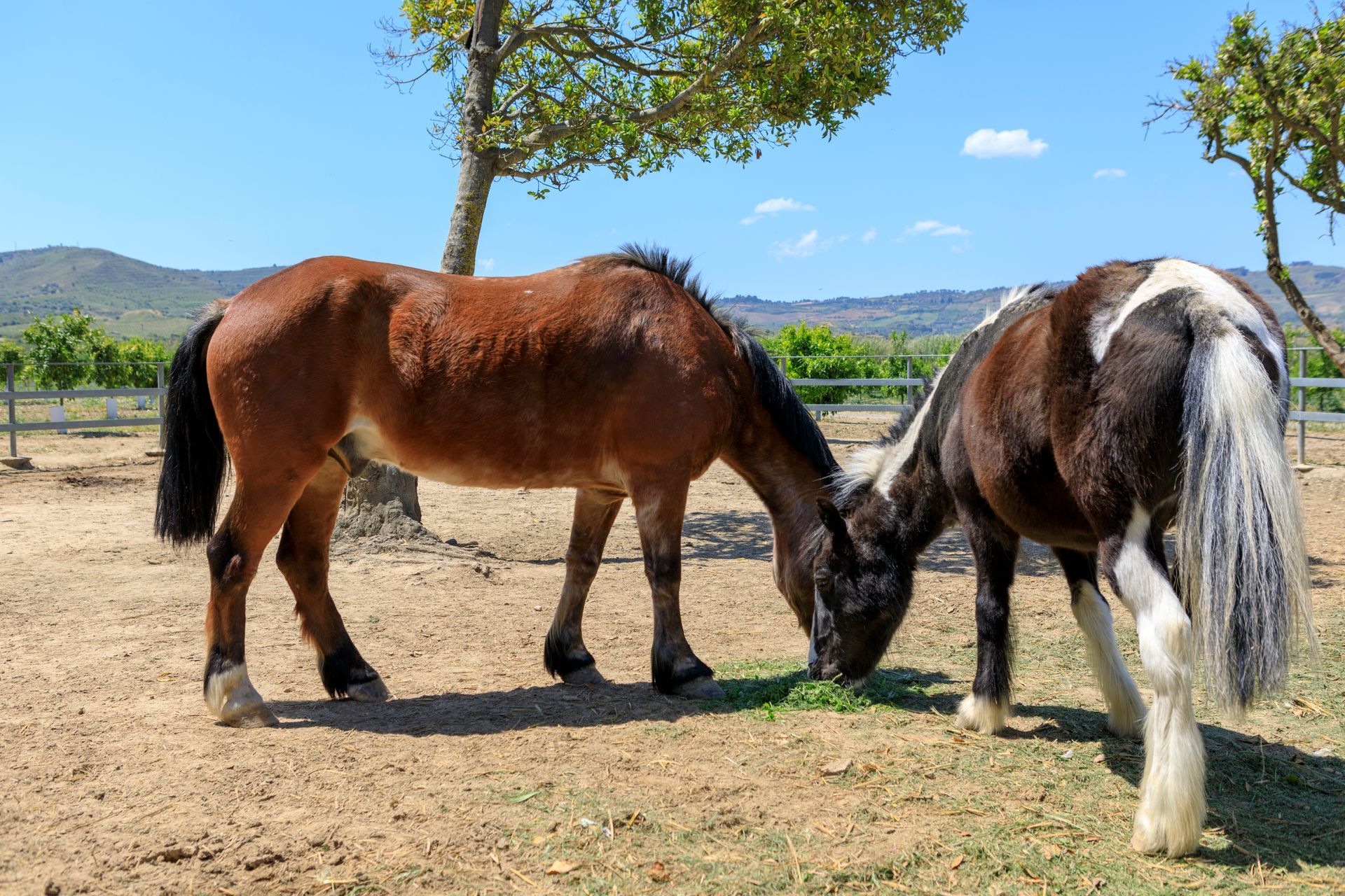 Due cavalli pascolano fianco a fianco in un prato soleggiato, con alberi e montagne sullo sfondo.