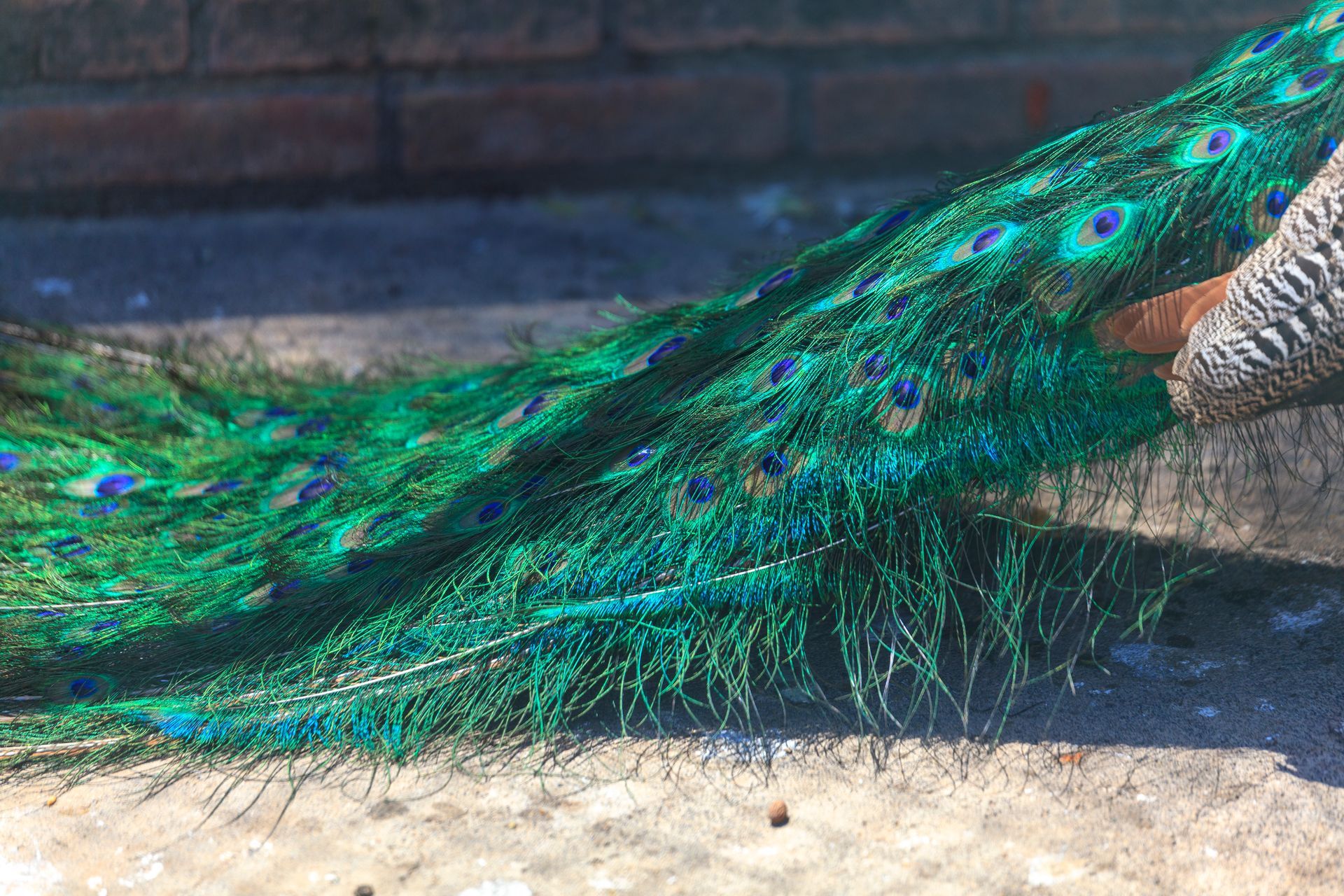 Le piume della coda del pavone, di un verde-blu intenso, si estendono sul terreno alla luce del sole.