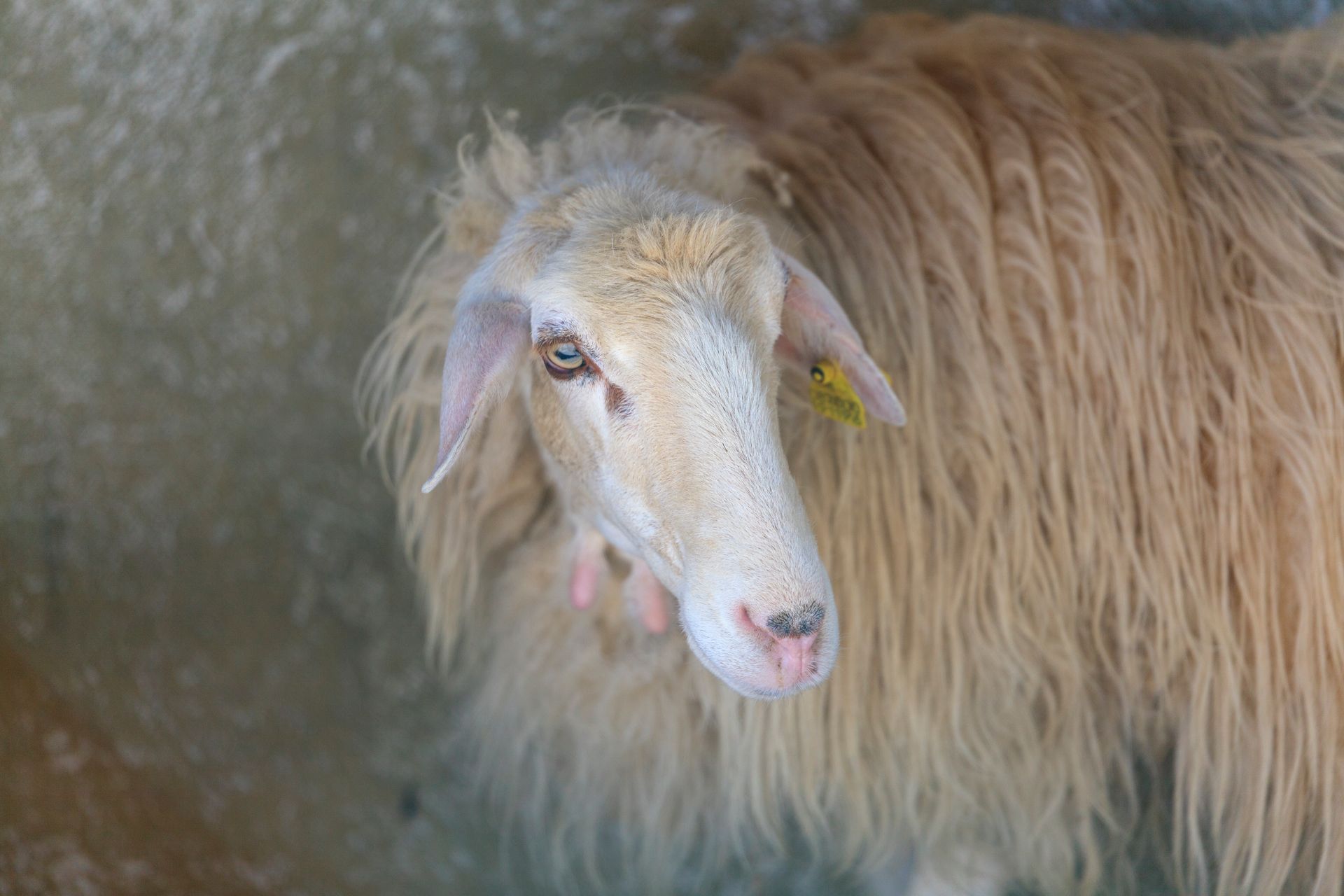 Pecora bianca con lungo vello color marrone chiaro, in piedi in un recinto, che guarda verso la macchina fotografica.