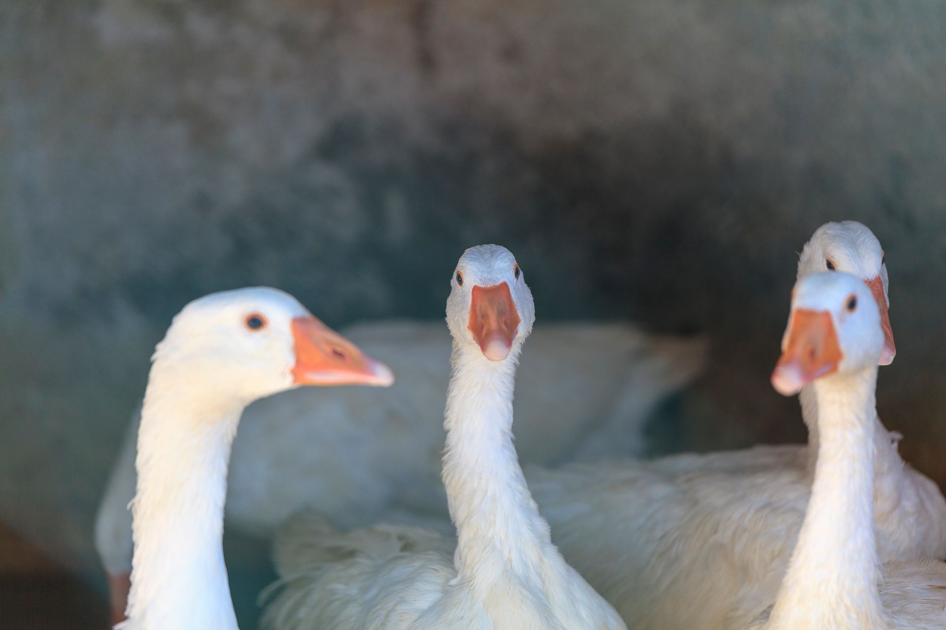 Tre oche bianche con il becco arancione, in piedi insieme su uno sfondo scuro