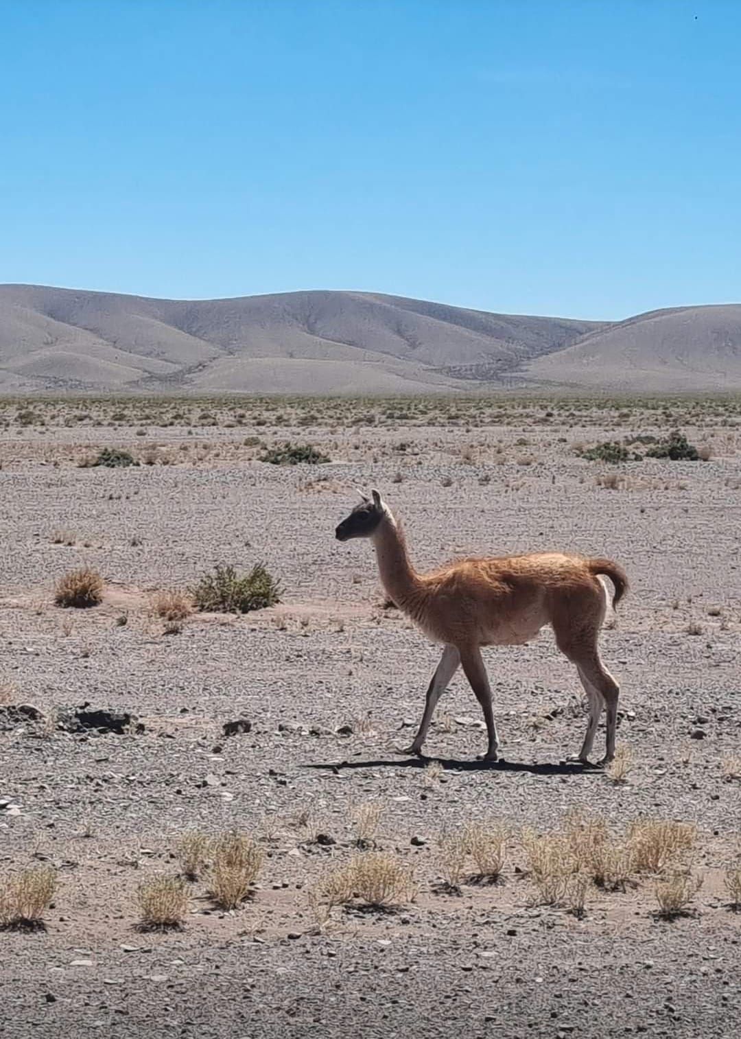 Una llama solitaria se alza en una llanura rocosa del desierto, con montañas al fondo.