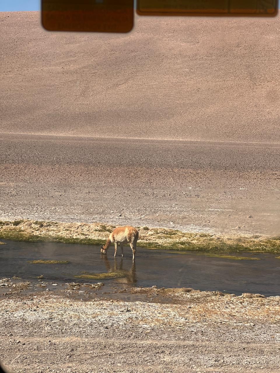 Un ciervo permanece de pie cerca de un arroyo poco profundo, junto a un camino de grava.