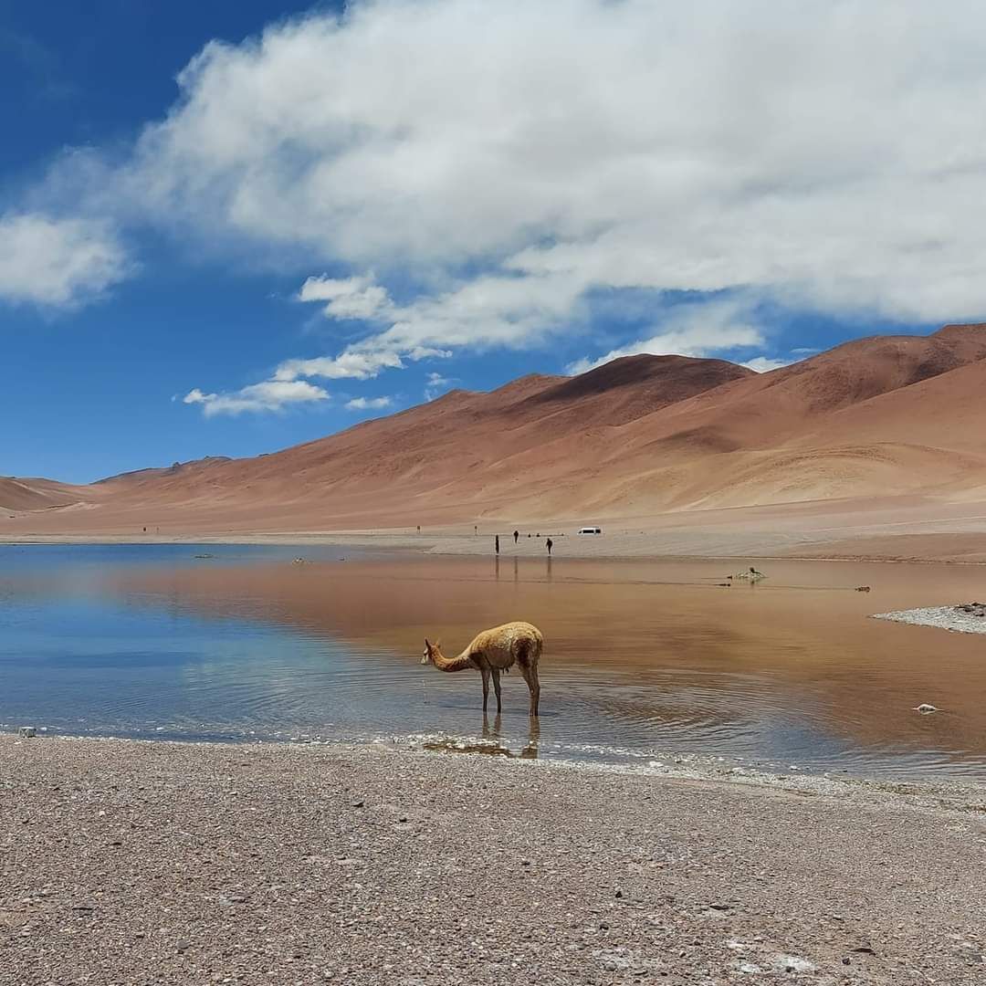 Un camello bebiendo a la orilla de una laguna azul con montañas rojas y nubes al fondo.