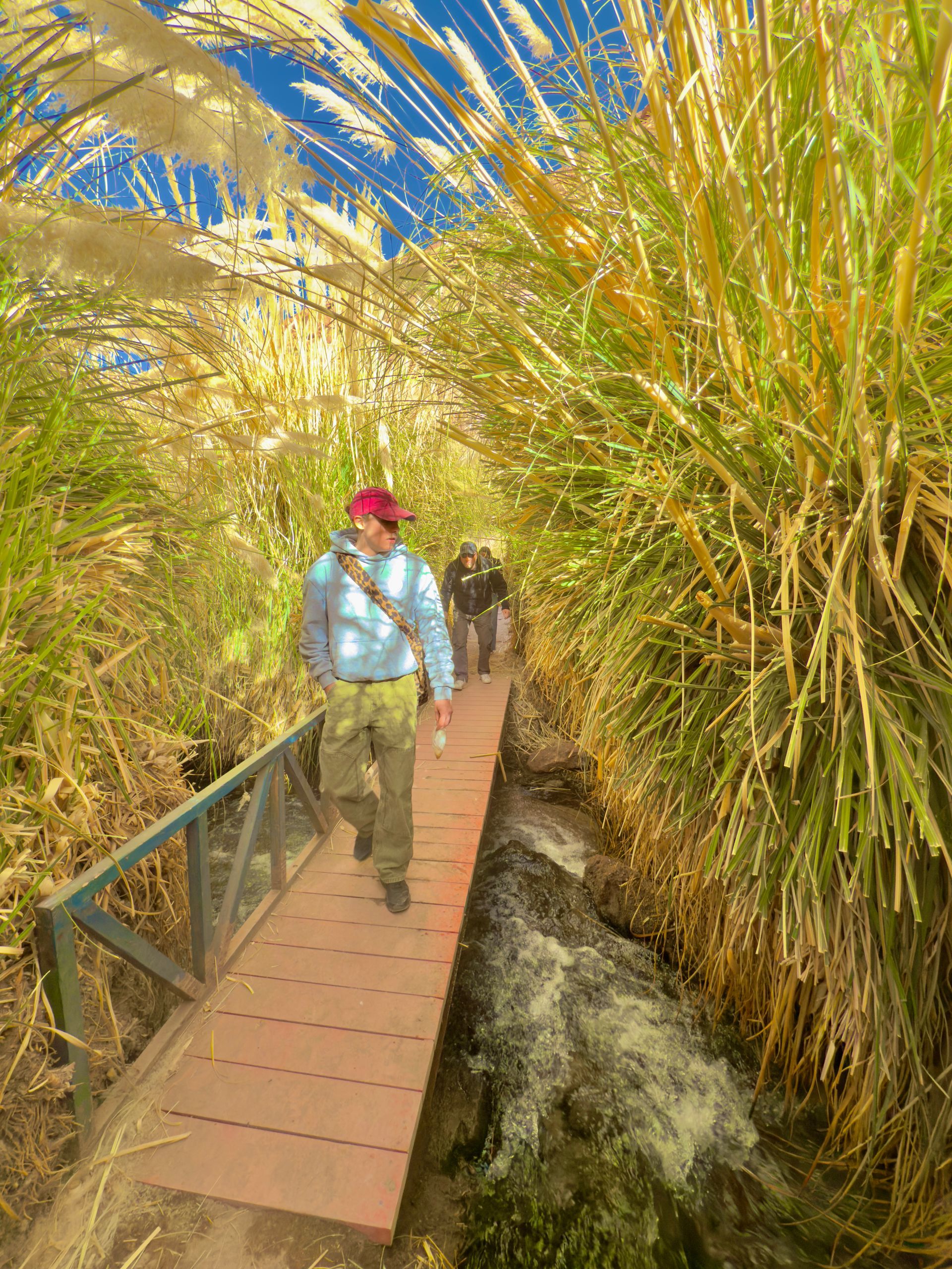 Un excursionista cruza un puente estrecho en un sendero de un cañón, rodeado de altas hierbas doradas y cielo azul.