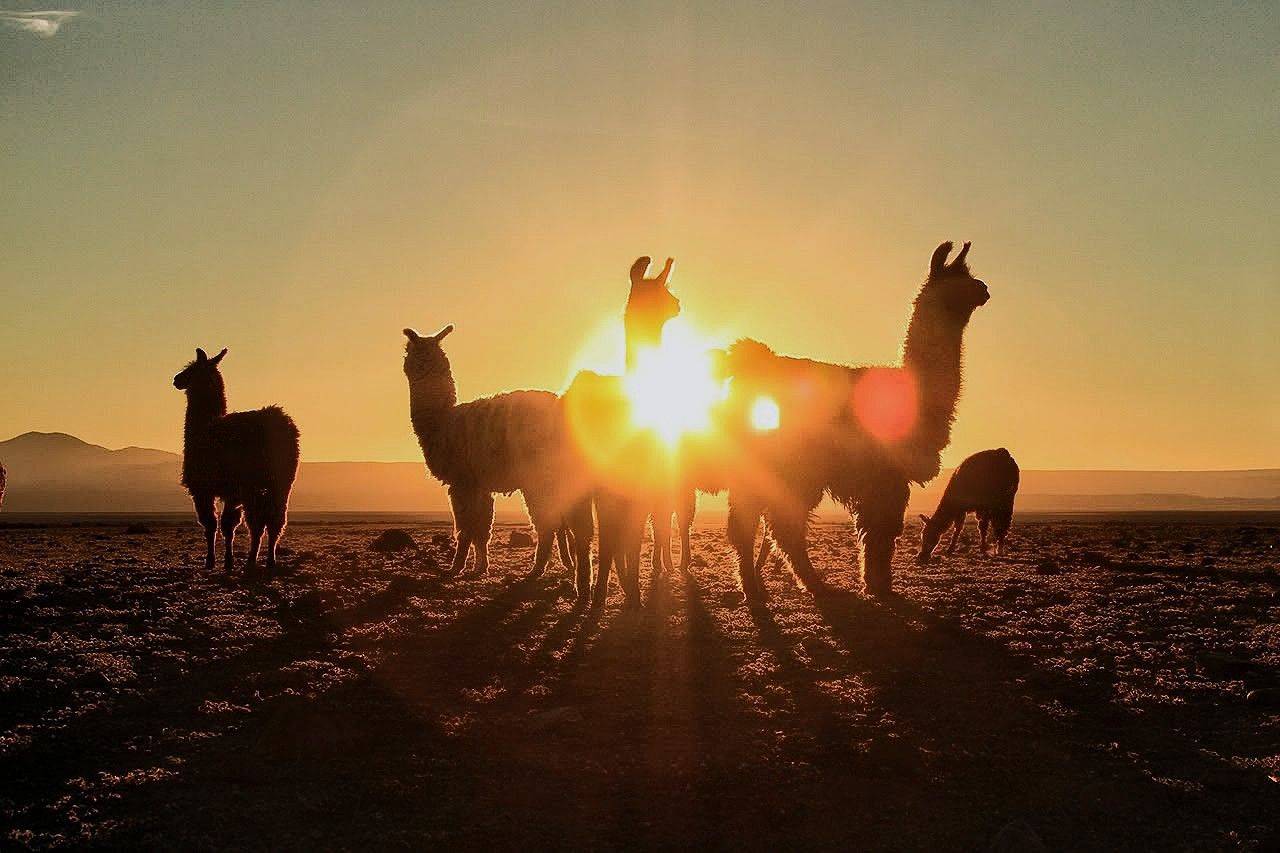 Silueteadas de llamas al atardecer en un campo, con el sol bajo en el horizonte.