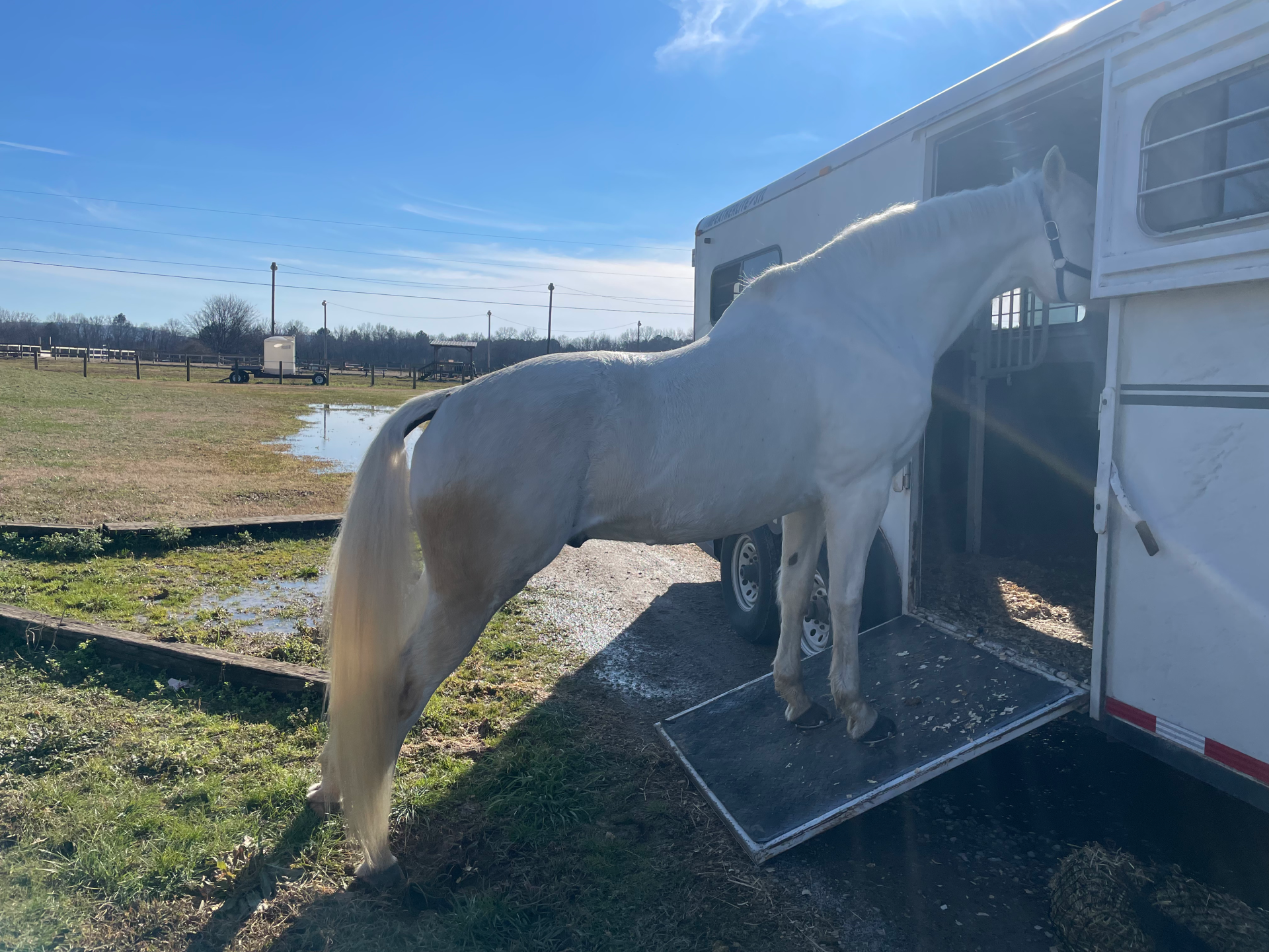horse entering side door of equine trailer being loaded inside