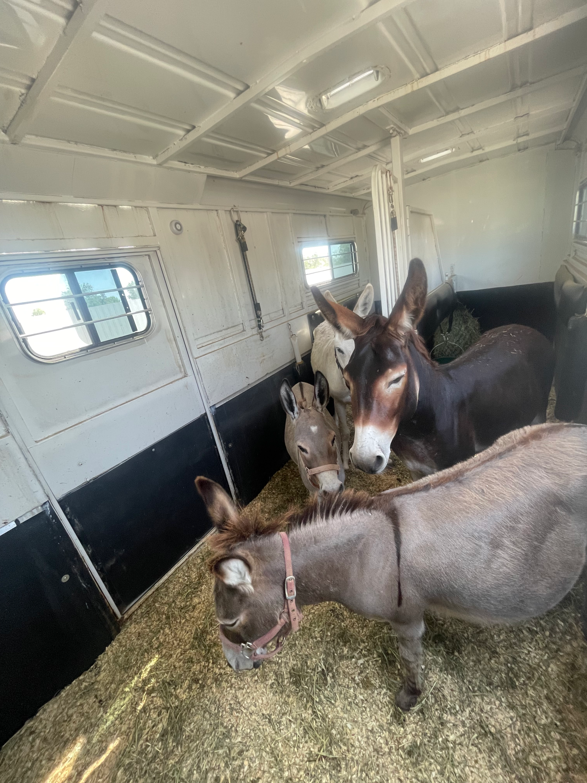 donkeys or mules in the back of equine trailer being transported