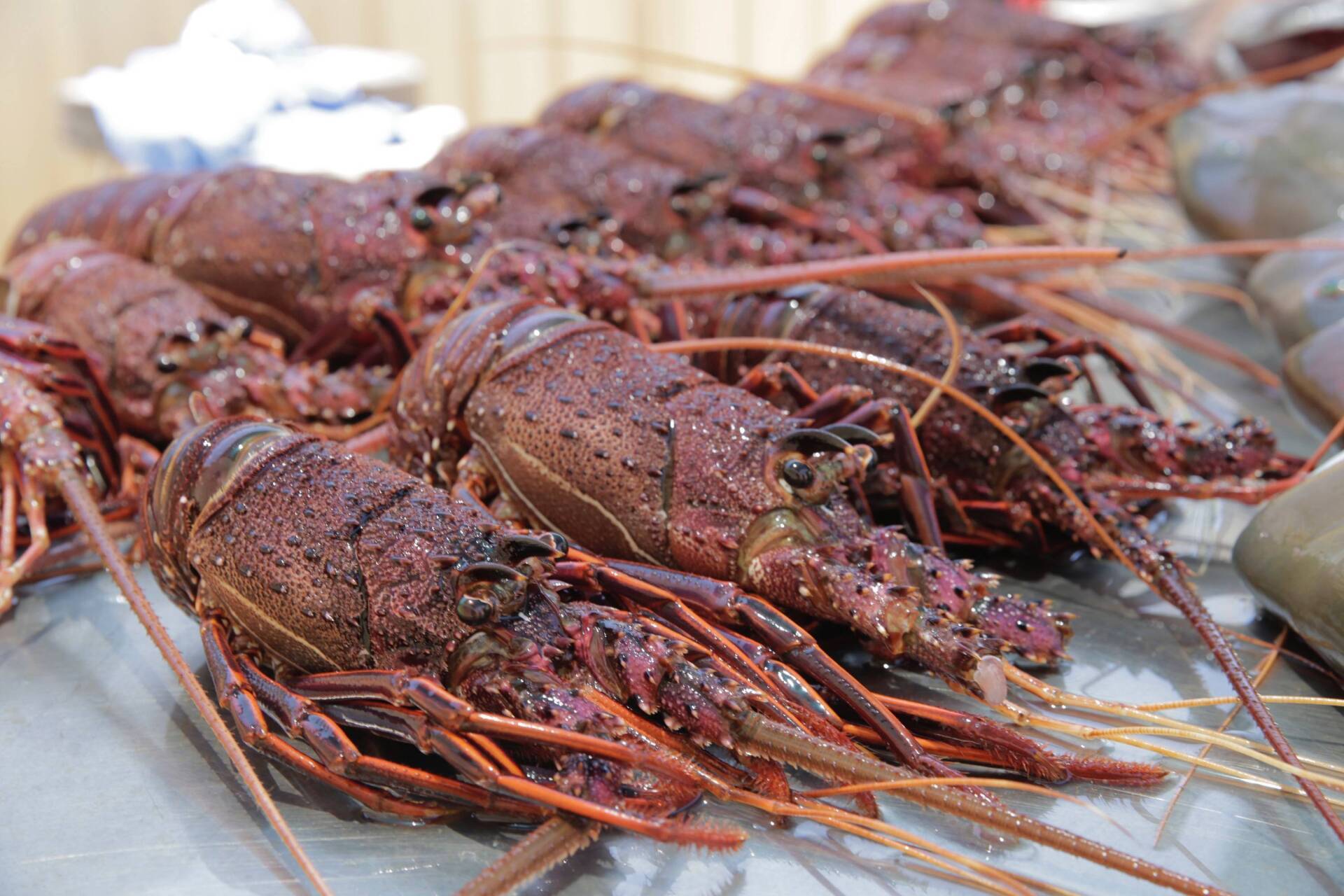 Cervantes Bar and Bistro local lobster