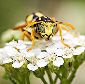 Wasps — Exterminating offers in Pine City MN