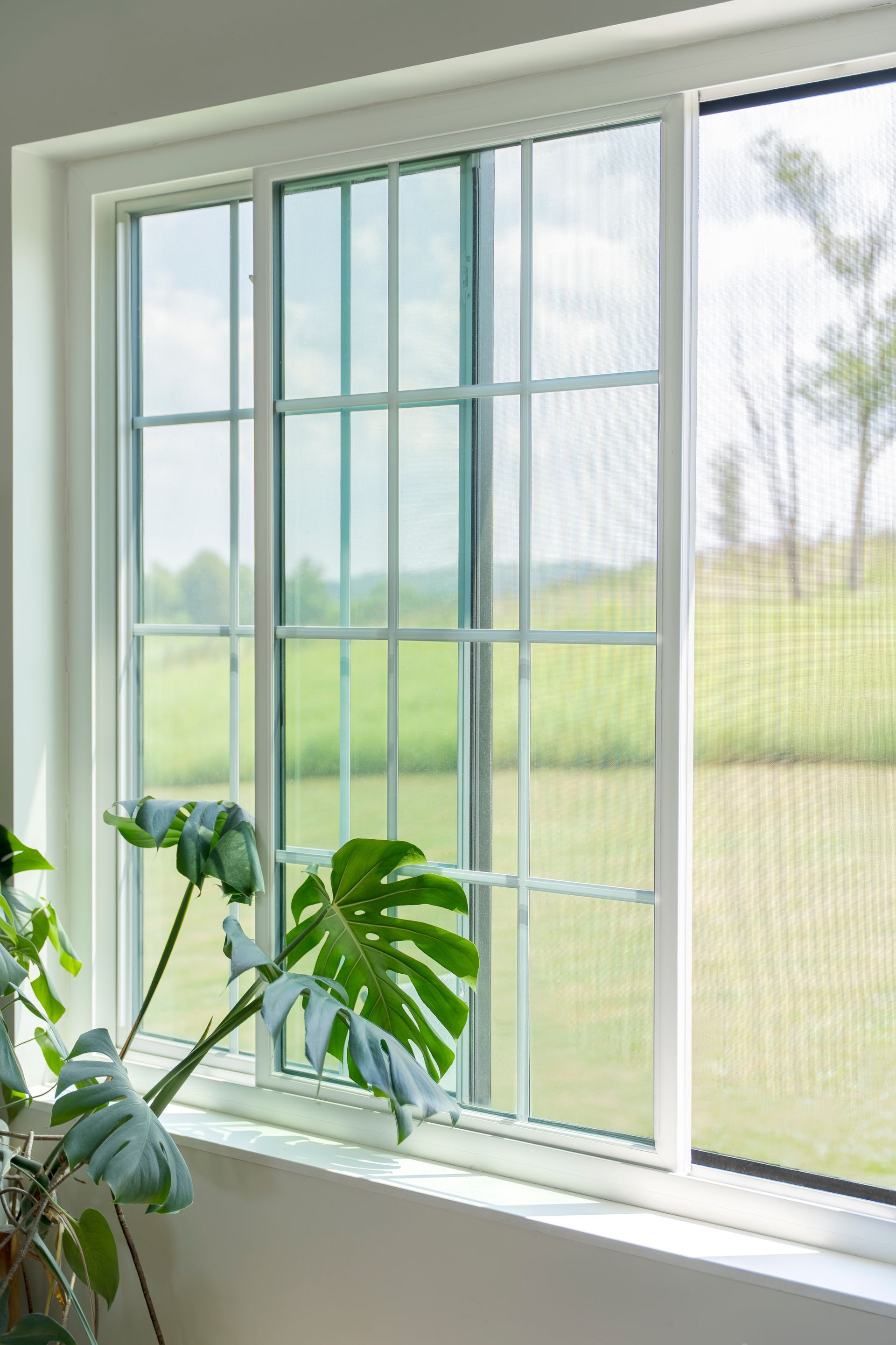 White-framed window with a potted plant in the foreground, overlooking a green field and trees White-framed window with a potted plant in the foreground, overlooking a green field and trees