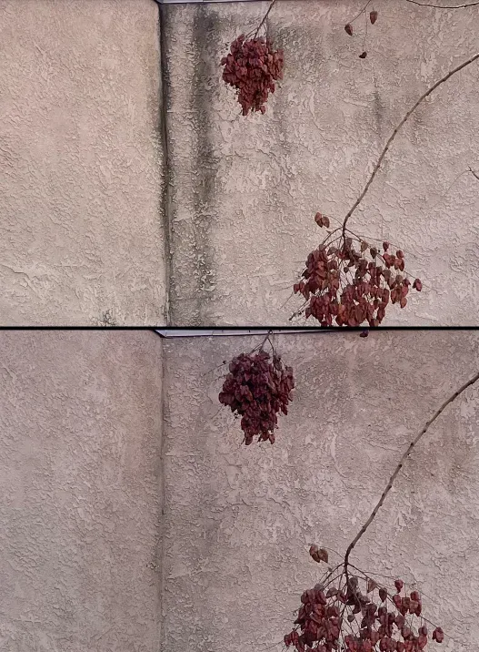 A bunch of berries hanging from a tree branch on a wall.