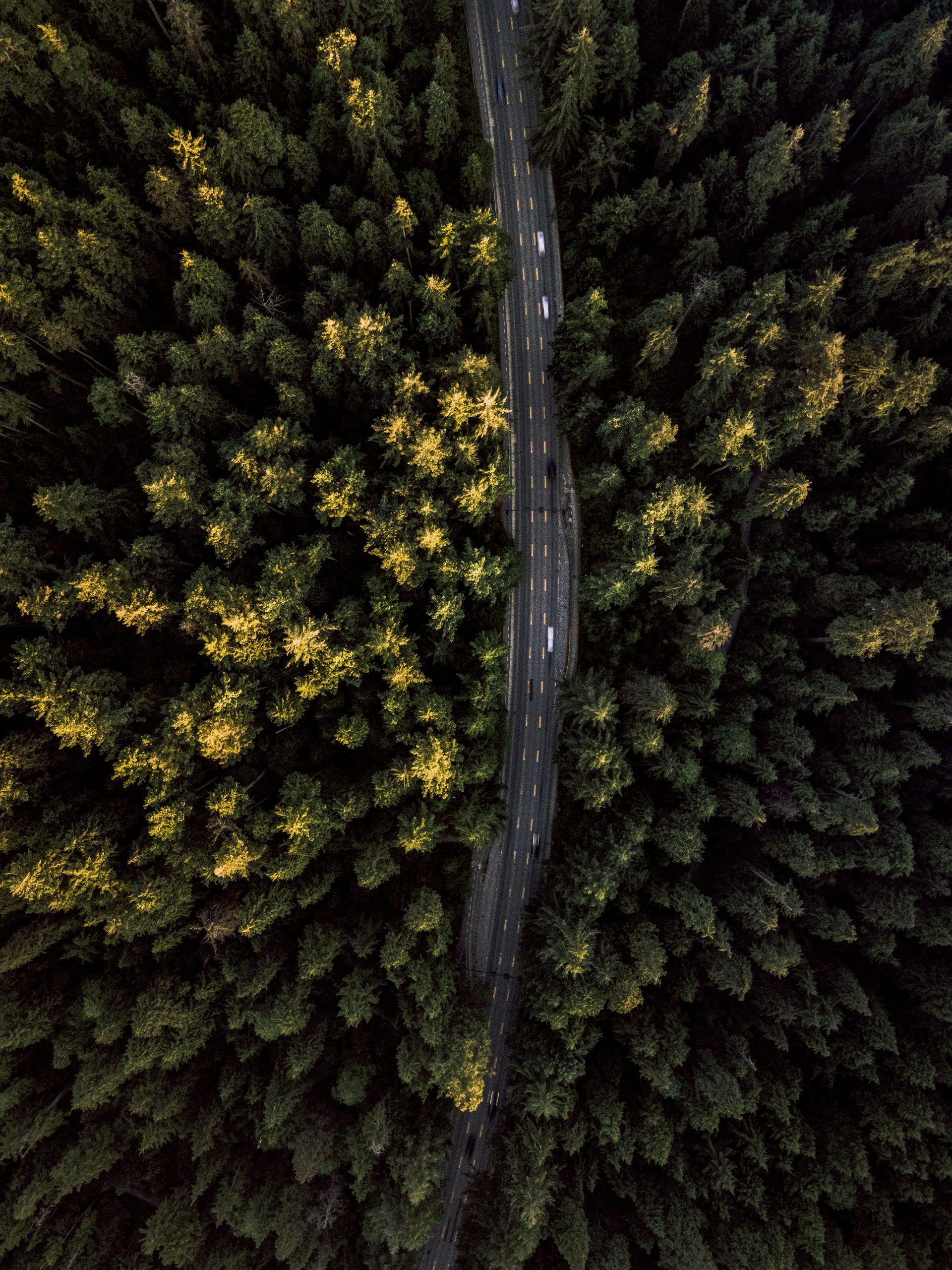 An aerial view of a road going through a forest.
