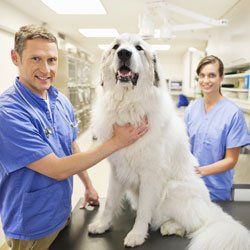 Health checks for pets