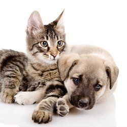 Treatments and vaccinations for dogs and cats