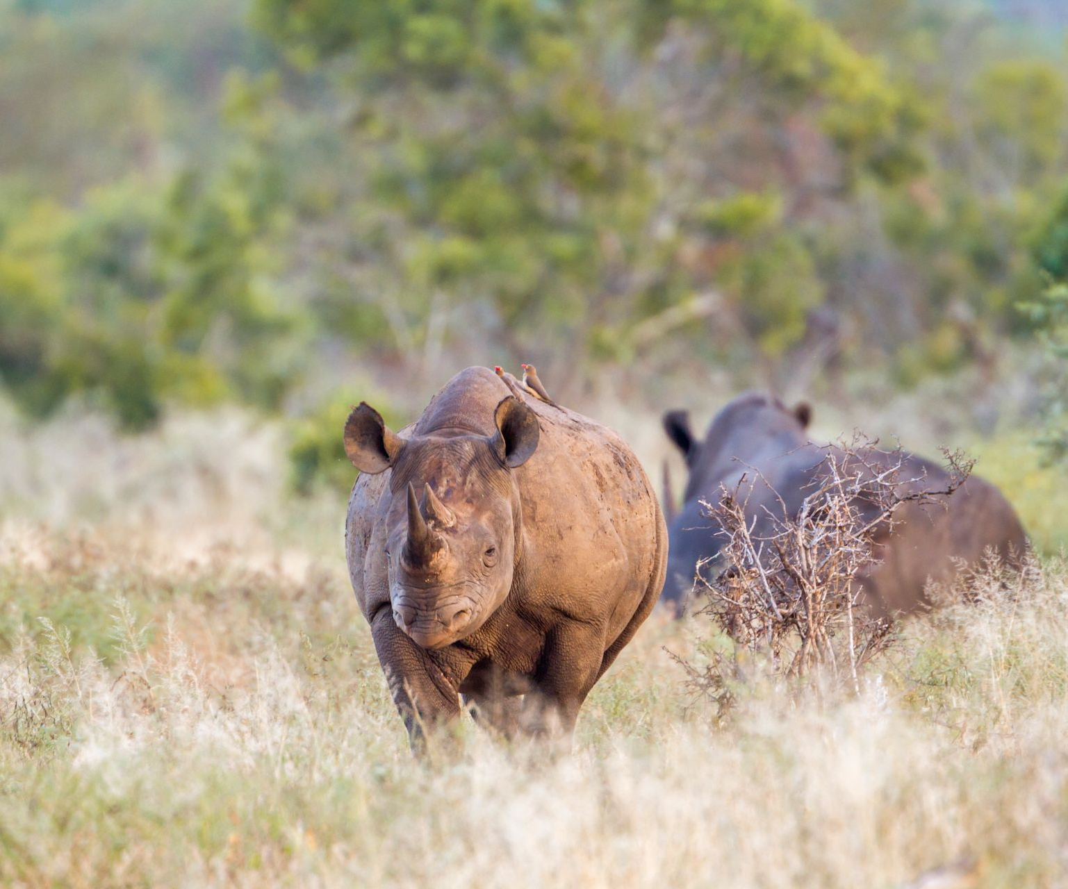 Two black rhinos in grassy field, one facing camera, other in background.