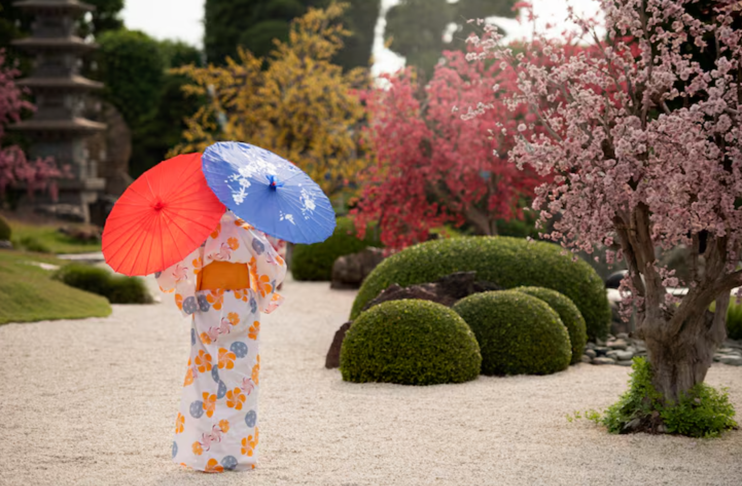 lady in japan with an umbrella under Cherry Blossom 