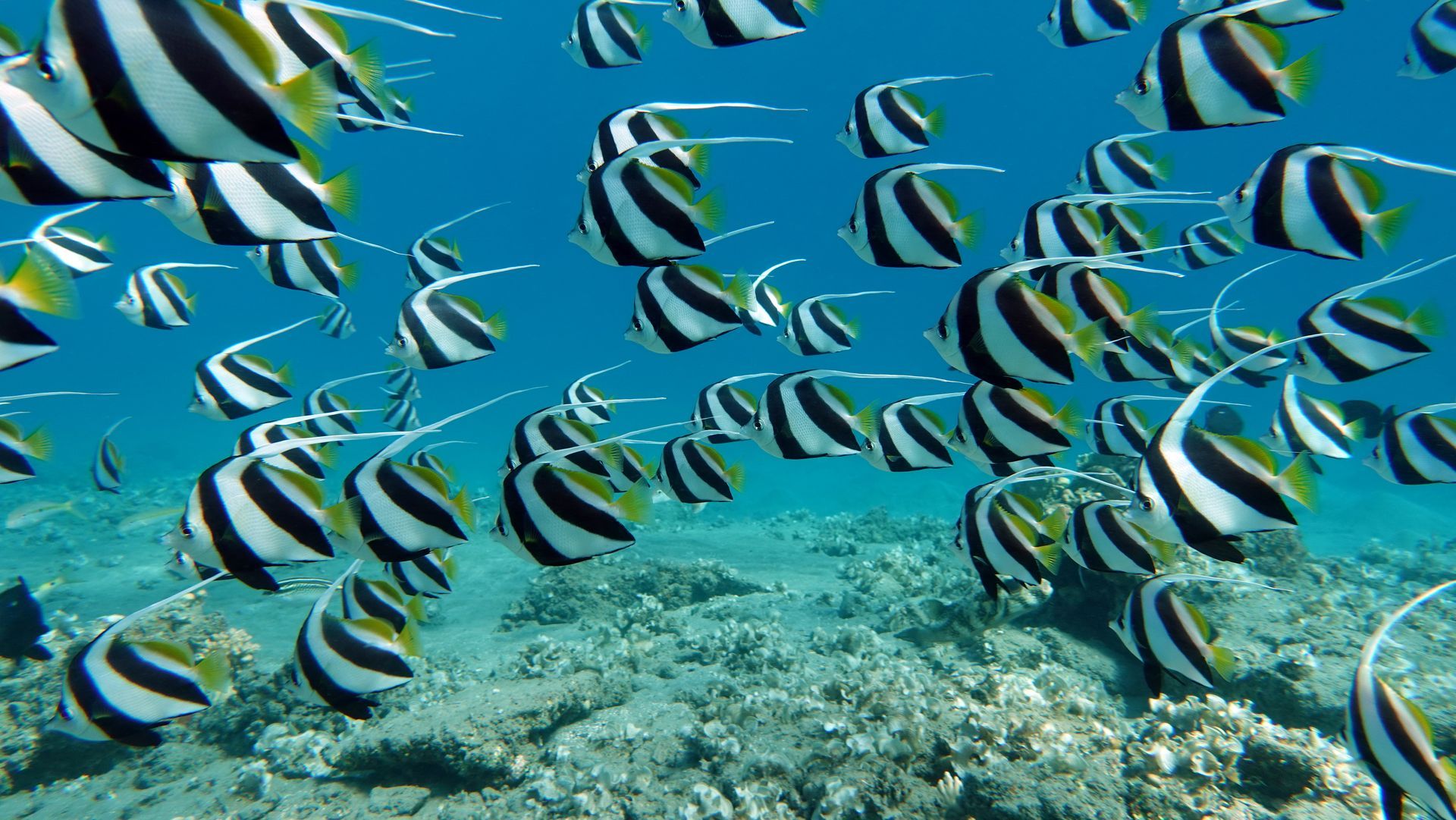 A large school of black and white pennant coralfish swimming over a rocky seabed in clear blue water.