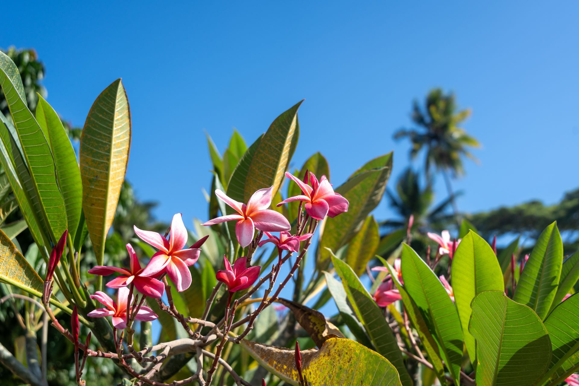 Ring-tailed lemur with white face and ringed tail, sitting on a branch, looking alert.