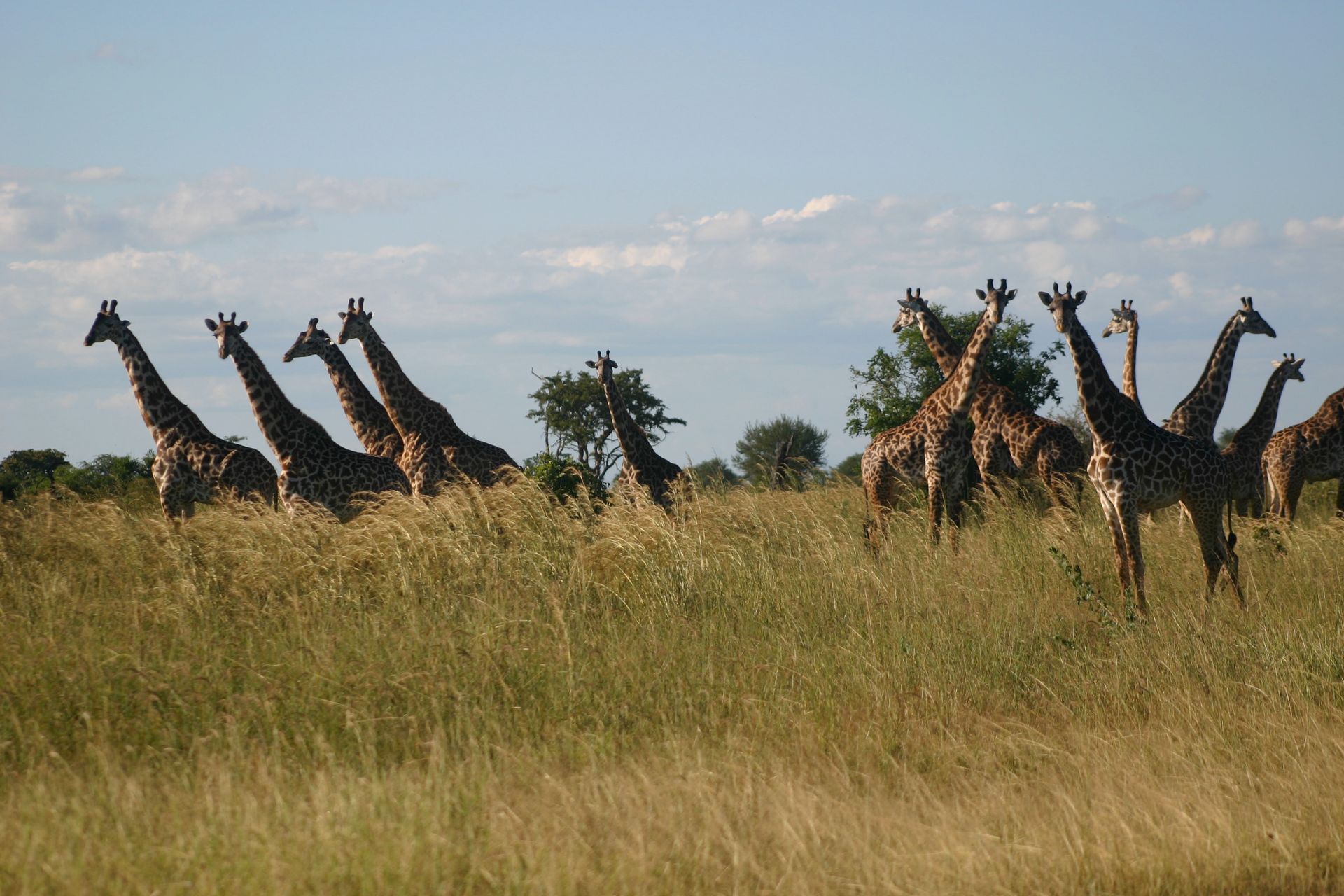 Giraffes standing in tall, dry grass under a cloudy sky.