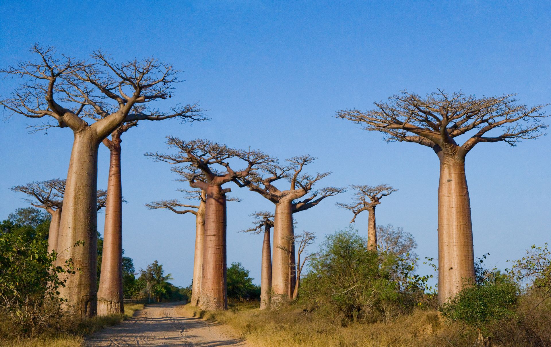 Baobab trees line a dirt road under a clear blue sky.