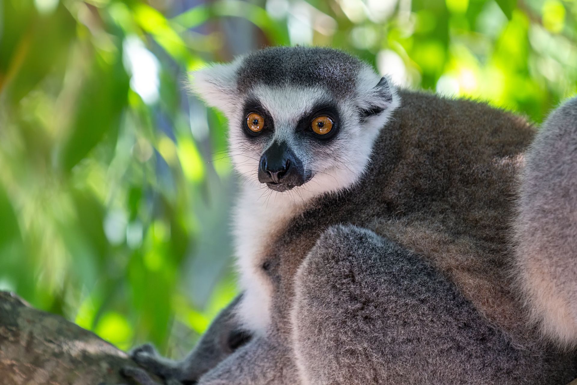 Ring-tailed lemur with white face and ringed tail, sitting on a branch, looking alert.
