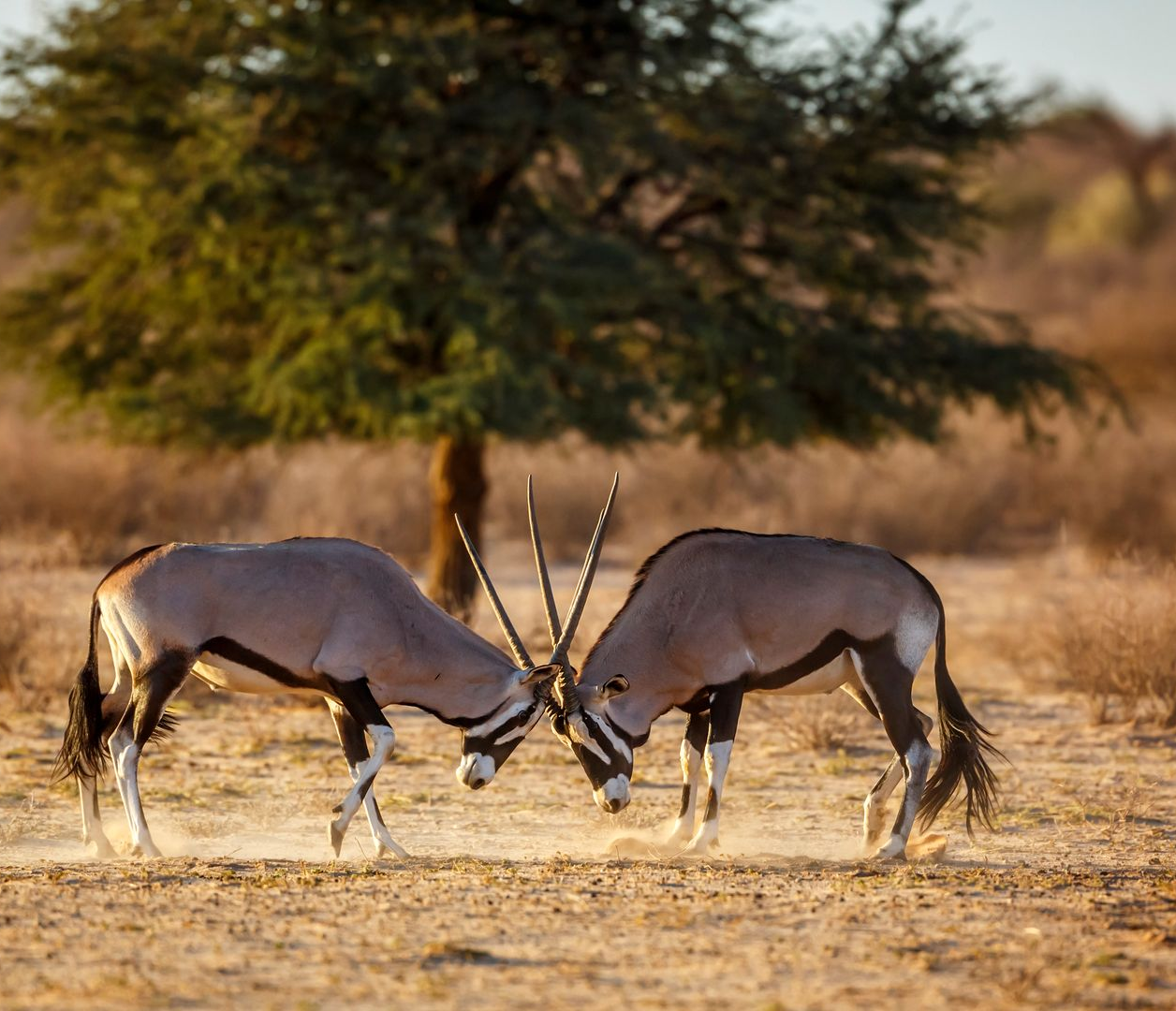 Two oryx locking horns in a dry savanna setting, a tree in the background.