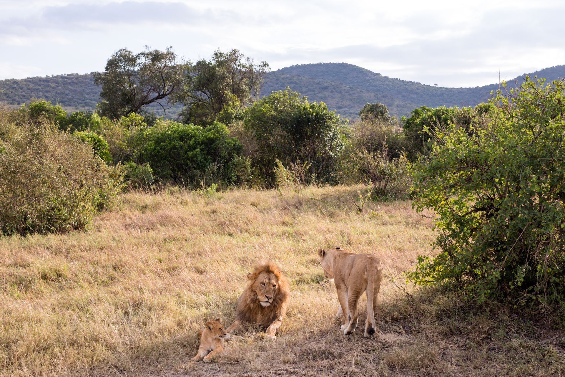 Lion and lioness in grassy savanna, with small cub, green bushes, and rolling hills in background.