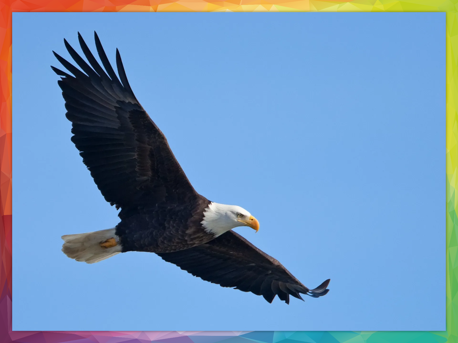 Bald Eagle