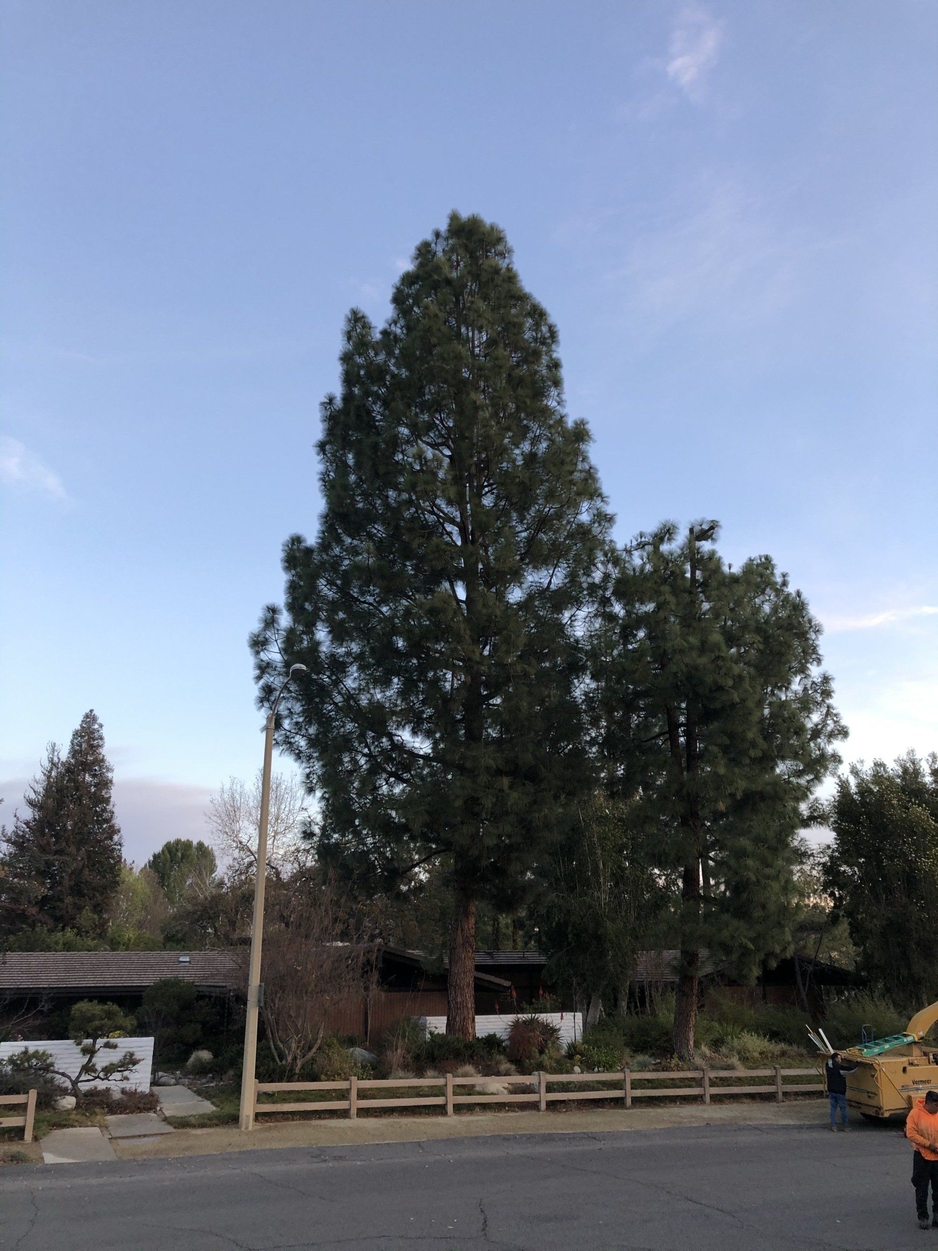 Palm Tree After — About Our Company in Thousand Oaks, CA