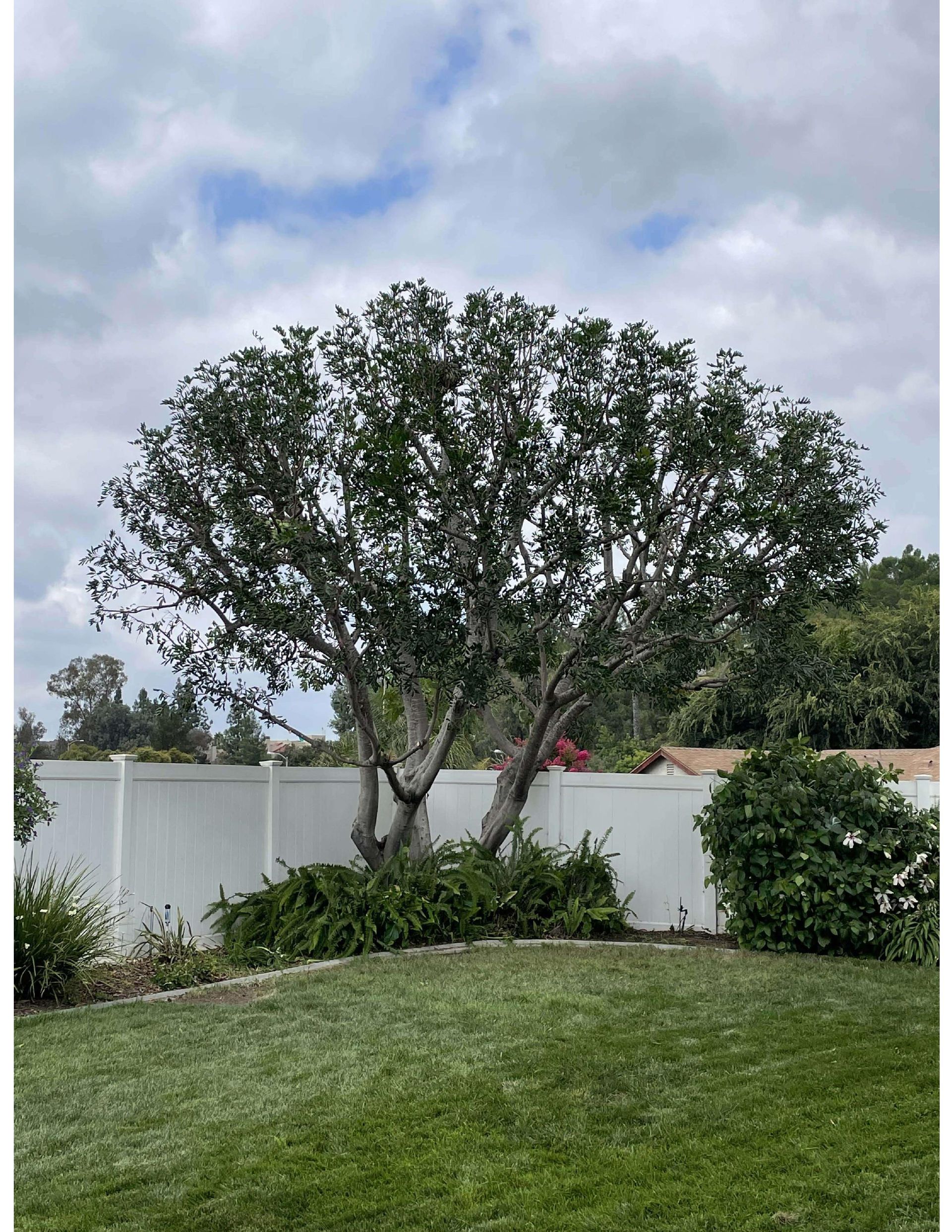 Large Tree - Thousand Oaks, CA - Conejo Valley Tree Service